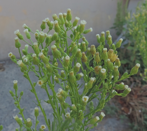 Piante ruderali -  Erigeron canadensis